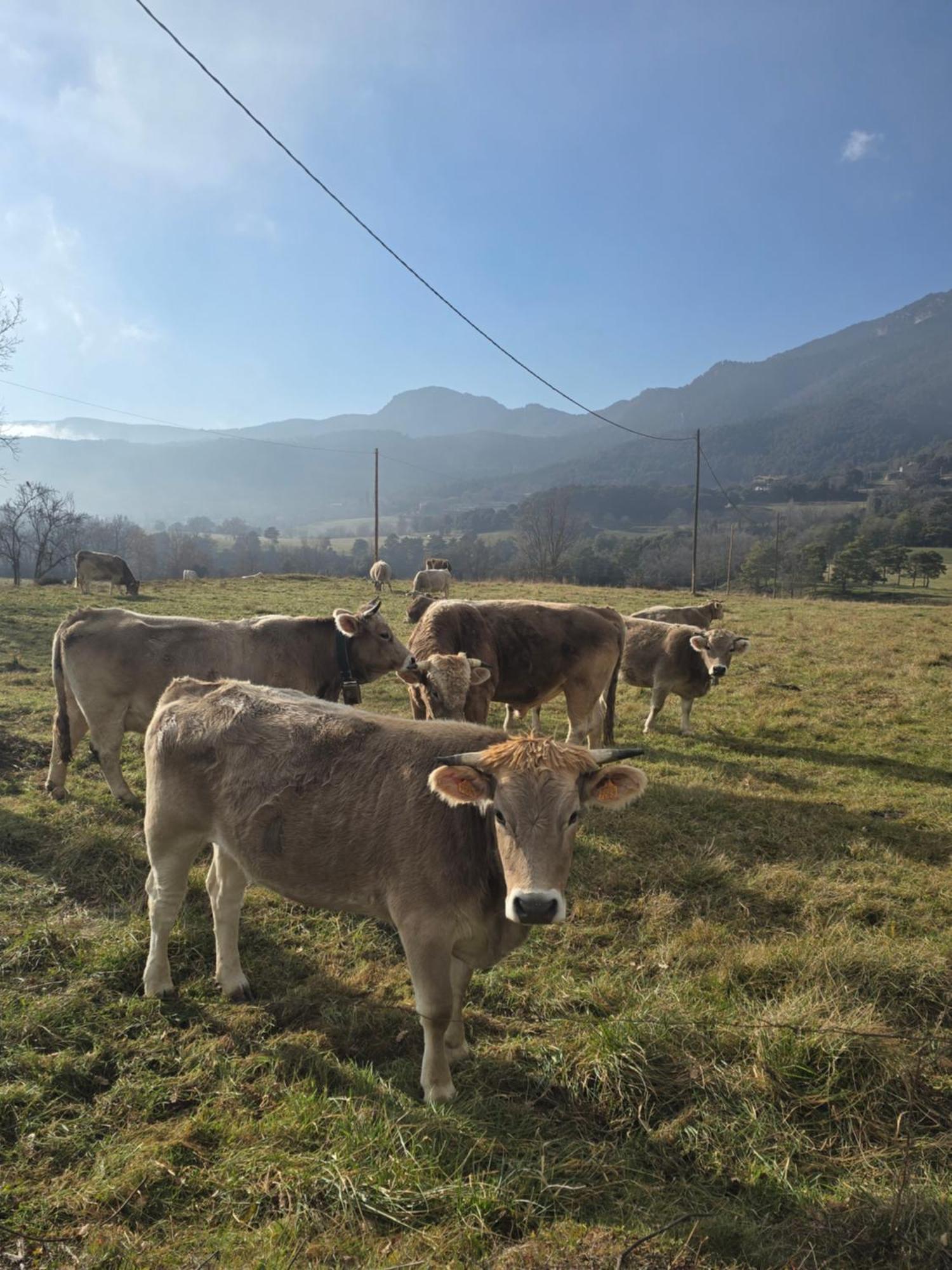 Complex Rural Can Caubet Berga Extérieur photo
